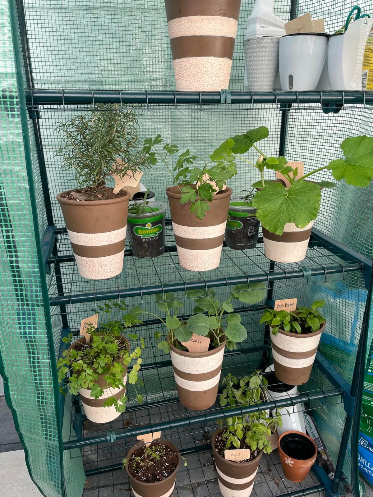 4-Tier Mini Greenhouse for Indoor Outdoor | Small Plastic Plant Green House Portable Greenhouses with Durable PE Cover for Seedling customer photo 1