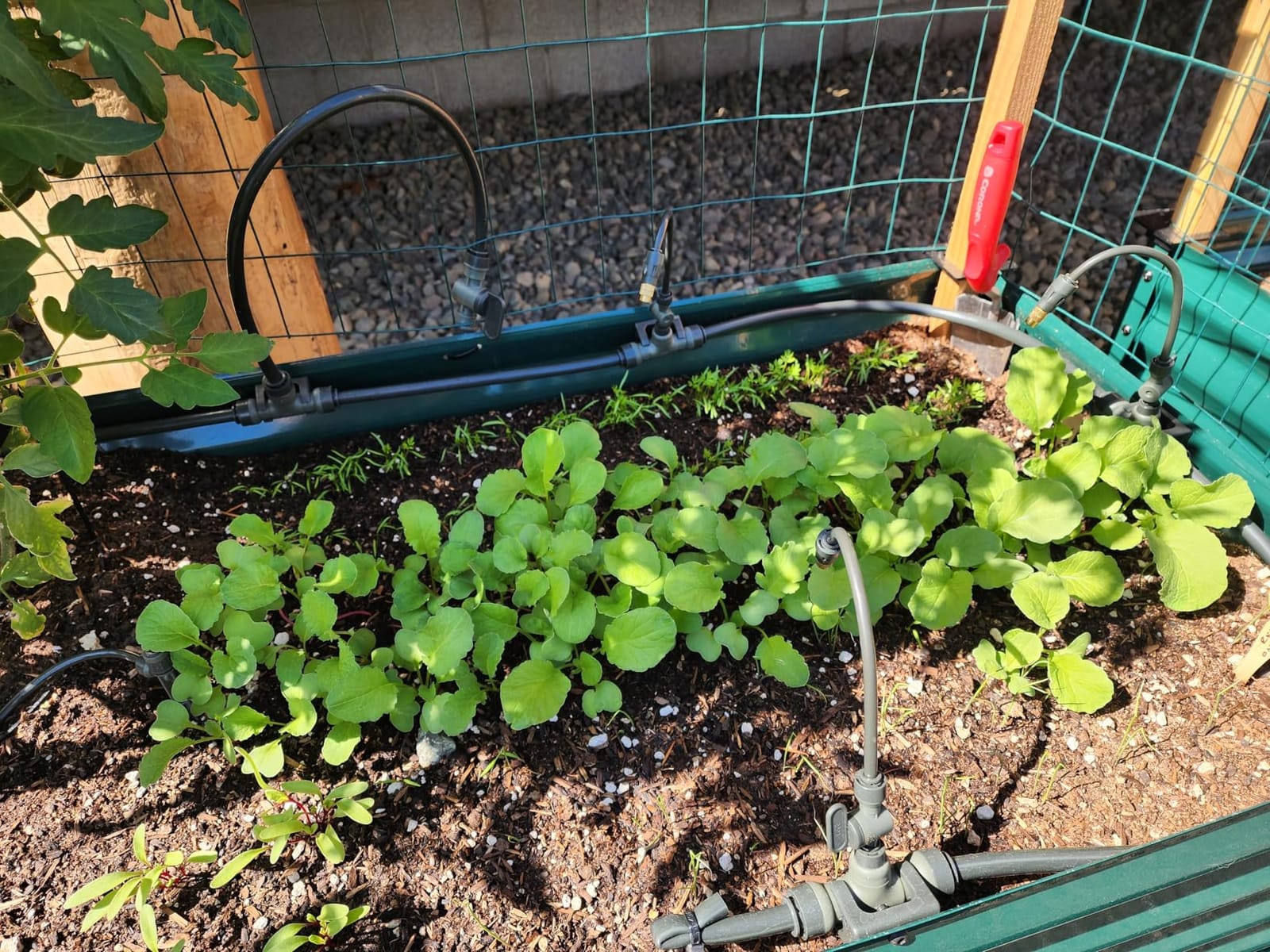 Vego Garden Irrigation Kit - Drip Irrigation System for Raised Garden Beds, Efficient Watering Solution for Vegetables, Flowers, and Plants, Easy DIY Installation (M) customer photo 2