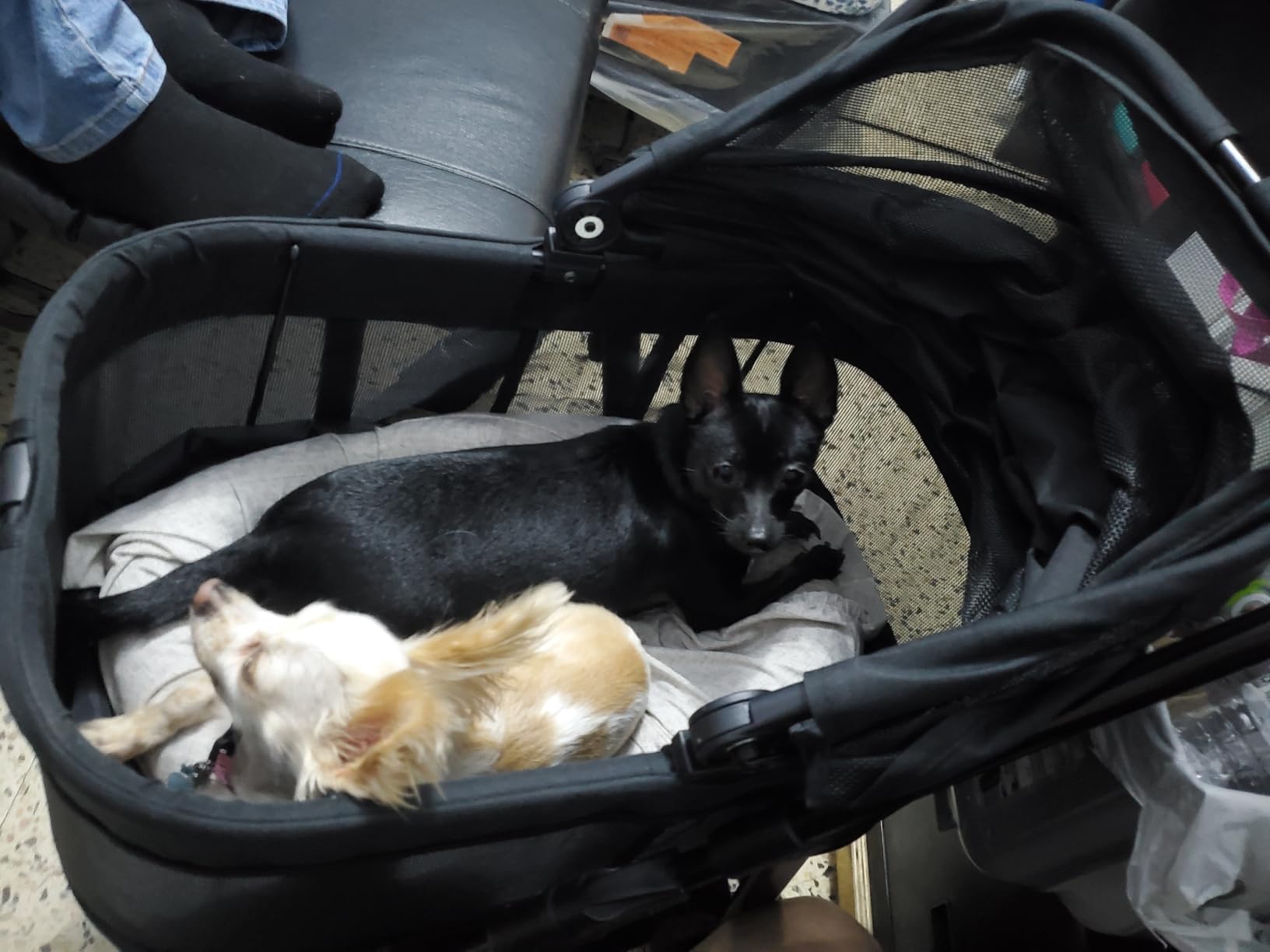 Zoosky 3 in 1 Dog Stroller, Folding Pet Stroller w/Removable Carrier | Small/Medium Dogs and Cats, Waterproof, All-Terrain & 2 Sun Shades, Car Seat, 360° Breathable Mesh customer photo 1