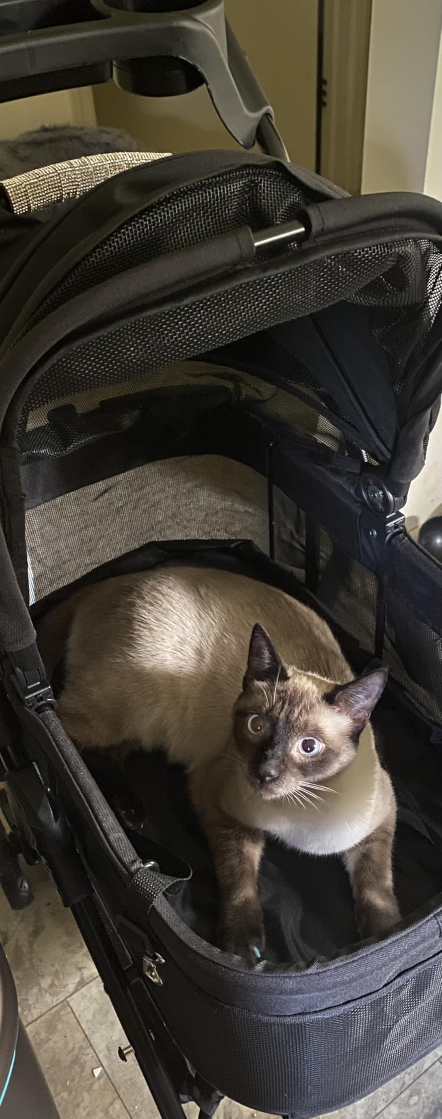 Zoosky 3 in 1 Dog Stroller, Folding Pet Stroller w/Removable Carrier | Small/Medium Dogs and Cats, Waterproof, All-Terrain & 2 Sun Shades, Car Seat, 360° Breathable Mesh customer photo 2