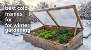 best cold frames for winter gardening