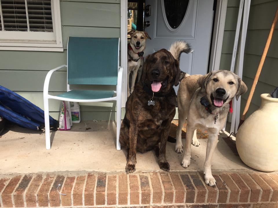PetSafe Wireless Pet Containment System, Up to 1/2 Acre customer photo 2