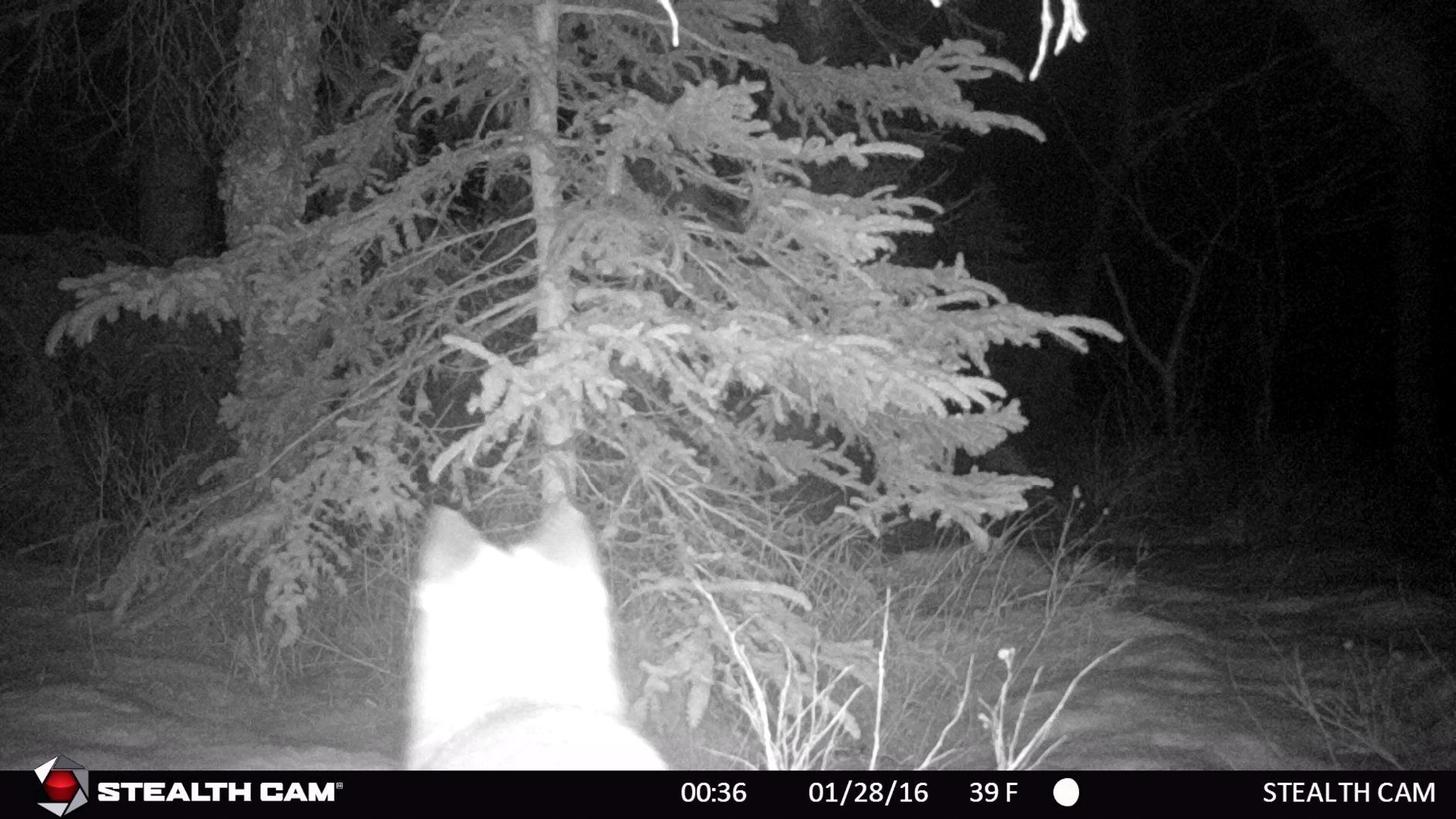 Stealth Cam outdoor Cam 1080p G42NG No Glo Trail and Wildlife Camera. Day or night proven reliability. Designed and Engineered in the USA customer photo 2