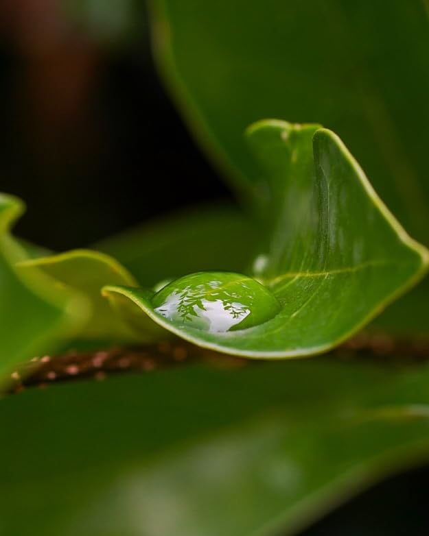 Sony FE 90mm F2.8 Macro G OSS Full-Frame E-Mount Macro Lens customer photo 2