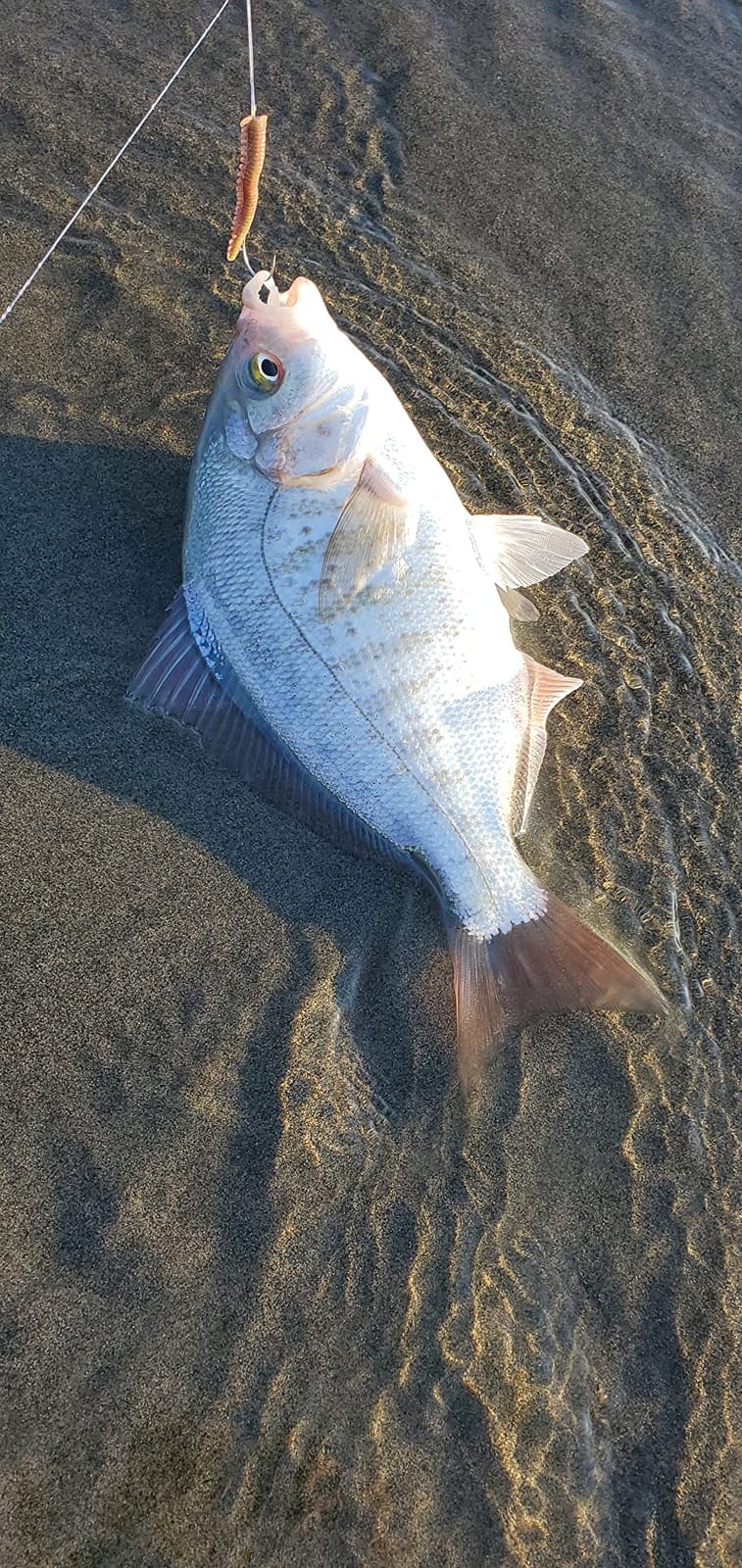Okuma Rockaway Light Weight Carbon Saltwater Surf Rods customer photo 2
