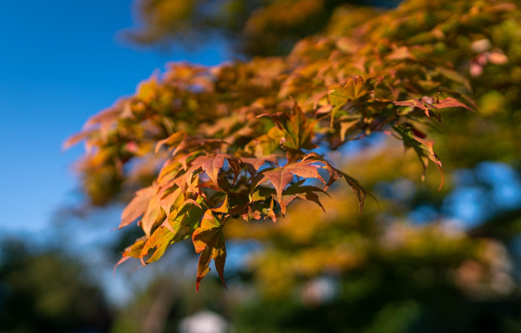 Sony FE 24mm F1.4 GM Full-Frame Wide Prime Lens customer photo 1