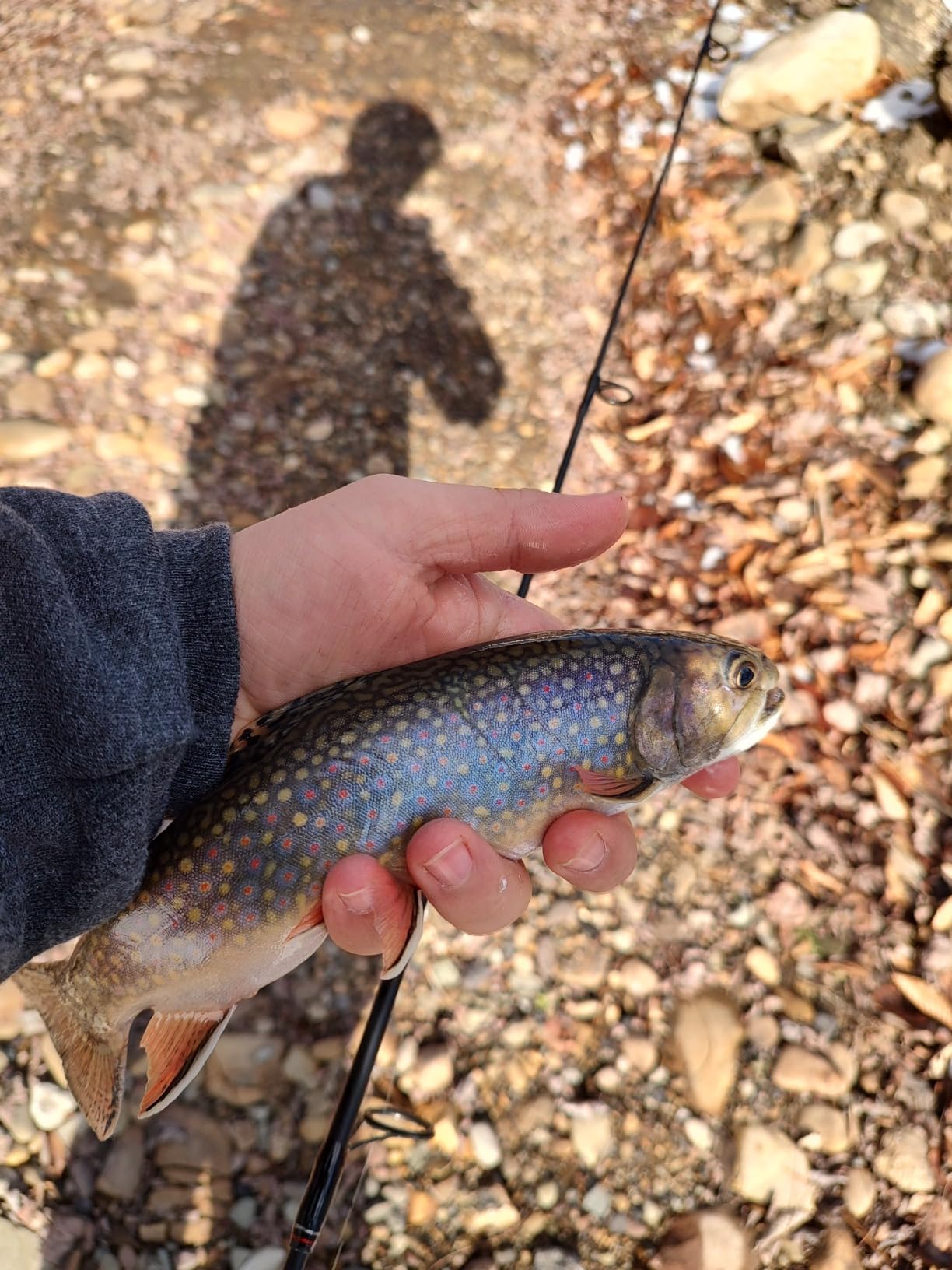Pflueger Trion Spinning Reel customer photo 2