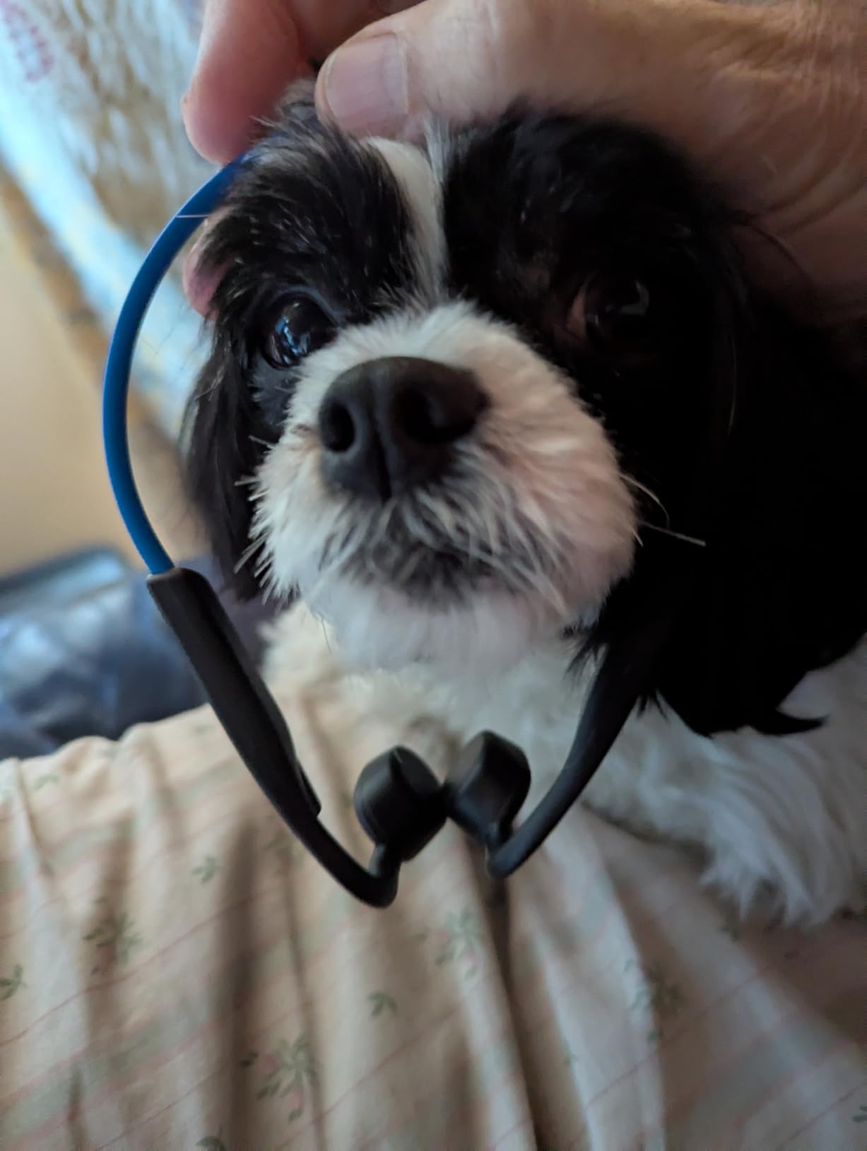 SHOKZ OpenMove - Open-Ear Bluetooth Sport Headphones - Bone Conduction Wireless Earphones customer photo 1