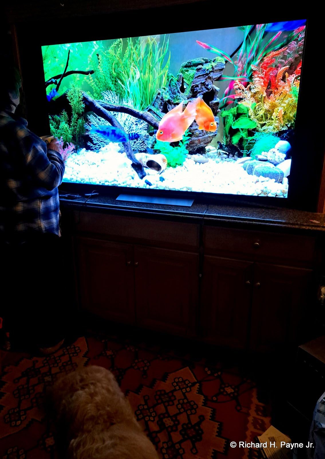 LG C3 Series 77-Inch Class OLED evo Smart TV OLED77C3PUA, 2023 - AI-Powered 4K, Alexa Built-in customer photo 2