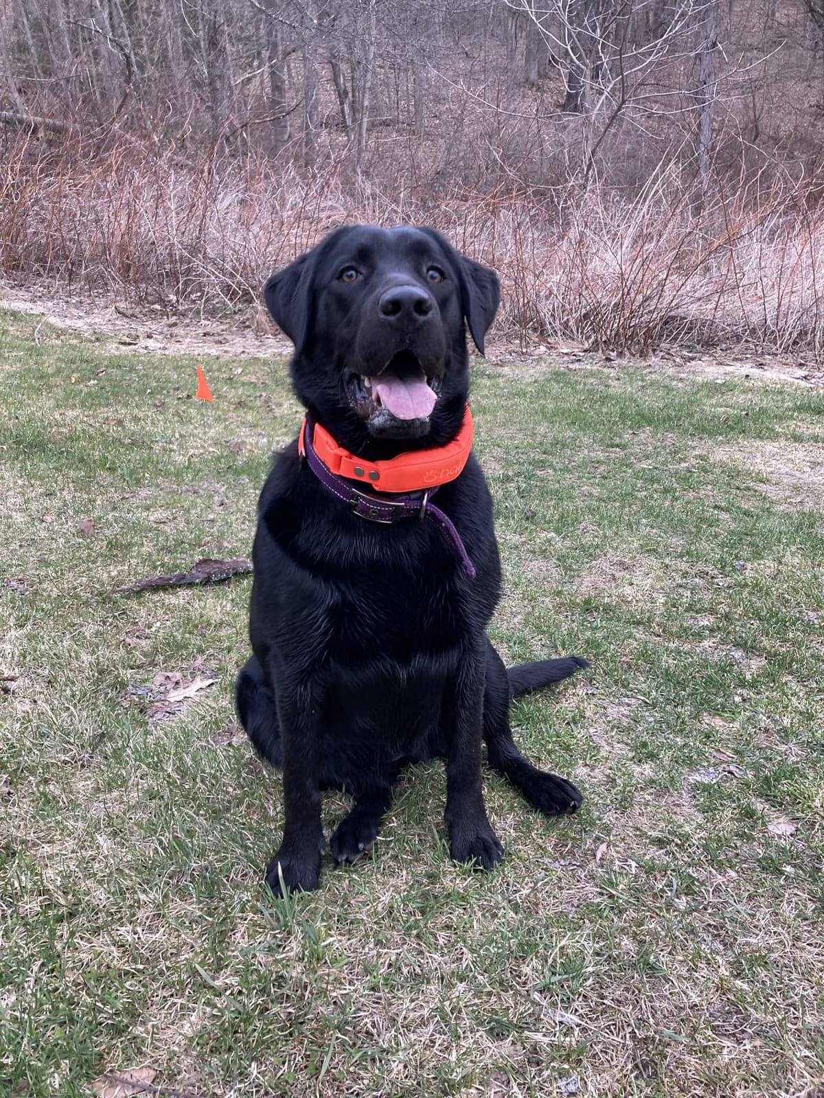 Halo Collar 5 GPS Wireless Dog Fence | Keep Your Dog Safe with Custom Boundaries, Real-Time Tracking, and Instant Alerts at Home, Away, or Off-Grid customer photo 2
