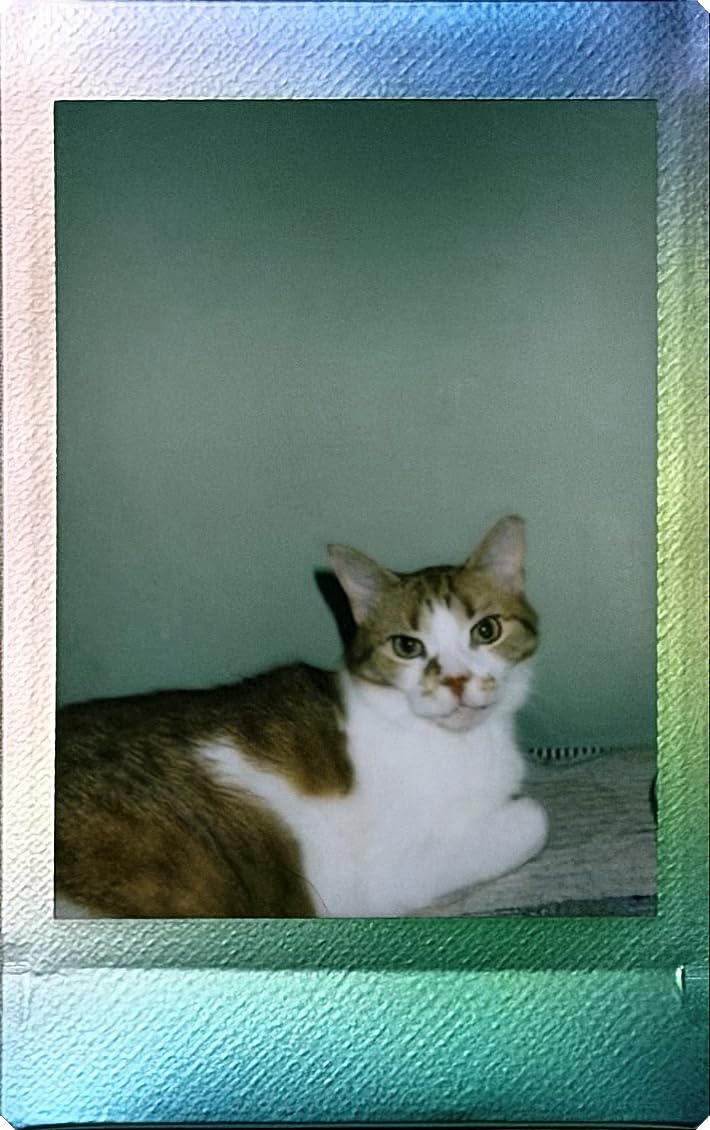 FUJIFILM instax mini 13 Instant Film Camera - Clay White customer photo 2