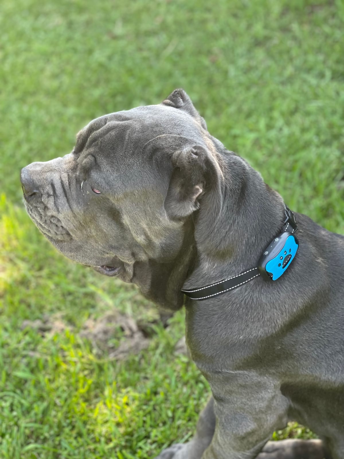 WIEZ GPS Wireless Dog Fence, Electric Dog Fence for Outdoor, Range 65-3281ft, Adjustable Warning Strength, Rechargeable, Pet Containment System, Harmless and Suitable for Most of Dogs(2 Collars) customer photo 2