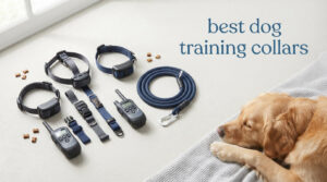 best dog training collars