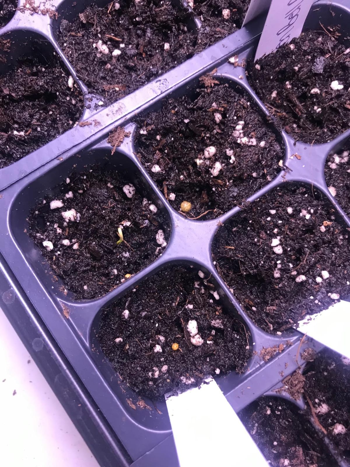 Living Whole Foods 5 Pack of Durable Black Plastic Growing Trays (Without Drain Holes) 21