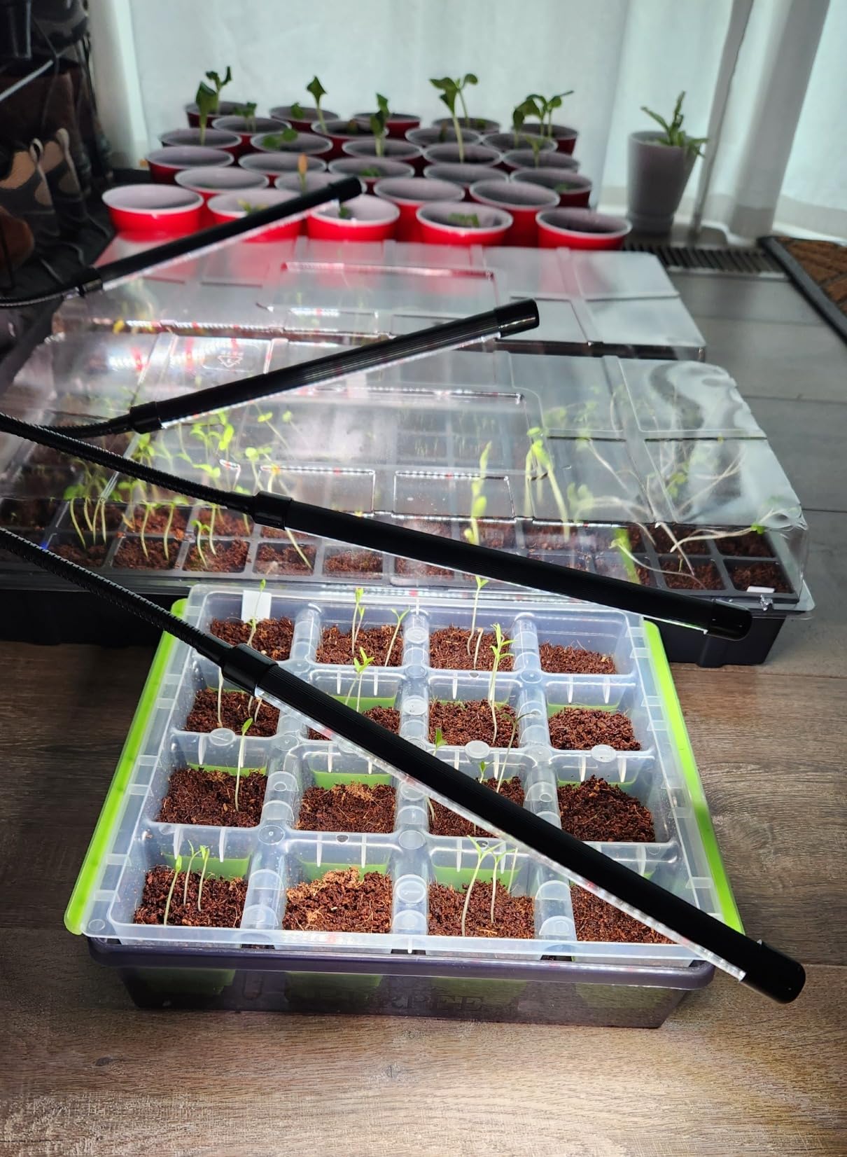 Burpee 72 Cell Seed Starting Kit with Greenhouse Dome and Coir Pellets customer photo 1