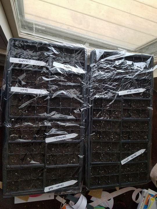 Seedling Starter Trays, 720 Cells: (120 Trays; 6-cells Per Tray), Plus 5 Plant Labels customer photo 1