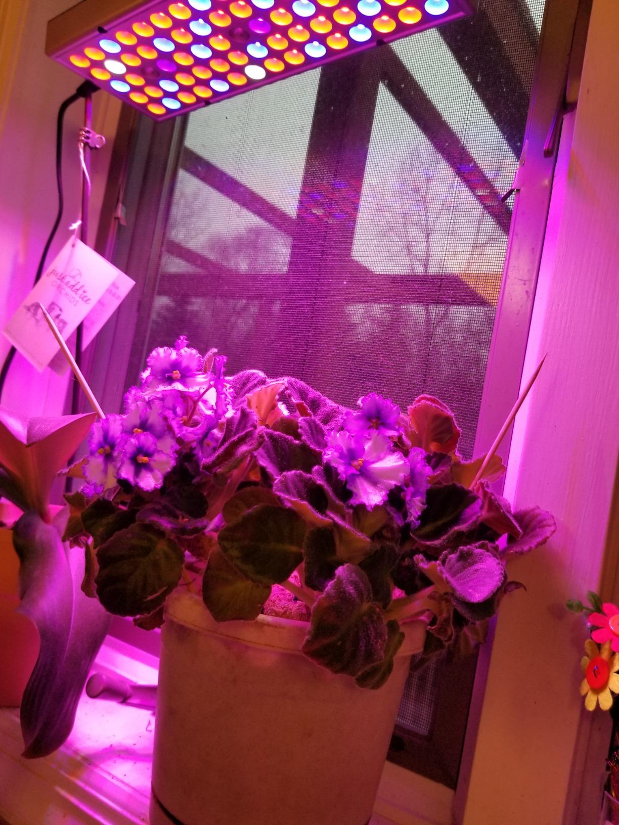 LED Grow Lights for Indoor Plants, Panel Plant Light Full Spectrum with IR & UV Bulbs for Seedlings,Micro Greens,Clones,Succulents (Size:9.9x9.9inches) customer photo 2