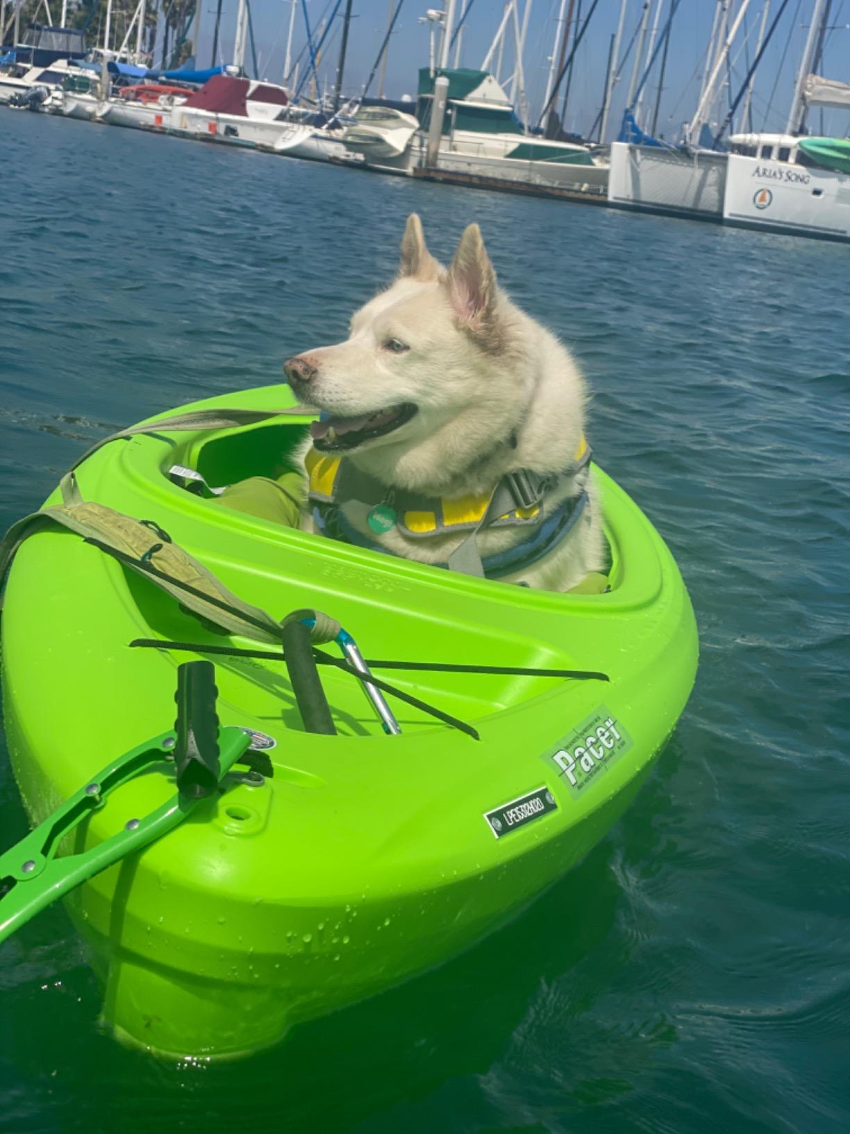 The Original Brush Gripper Made in the USA. Securely Anchor Your Kayak, Canoe or Boats up to 22 feet in Seconds. The Harder You Pull The Tighter It Grips customer photo 1