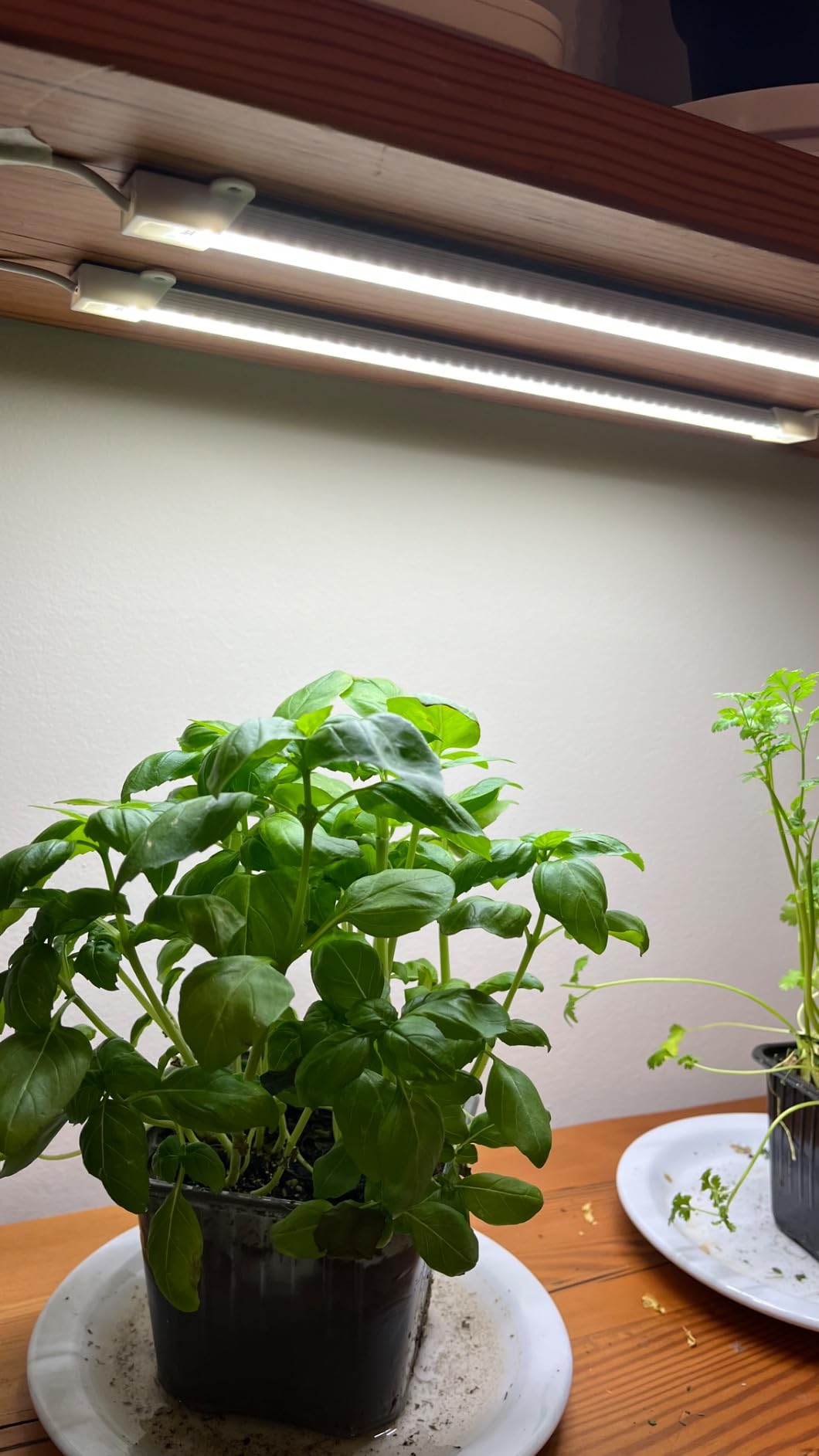 LED Plant Grow Light Strip Full Spectrum for Indoor Plant with Timer customer photo 2