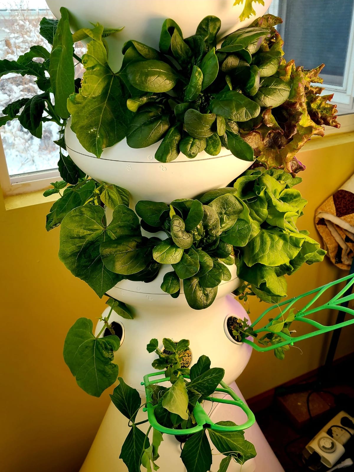 Lettuce Grow Farmstand Hydroponic Growing System, 24-Plant Indoor/Outdoor Vertical Garden, BPA-Free Food Grade, Made in USA customer photo 1