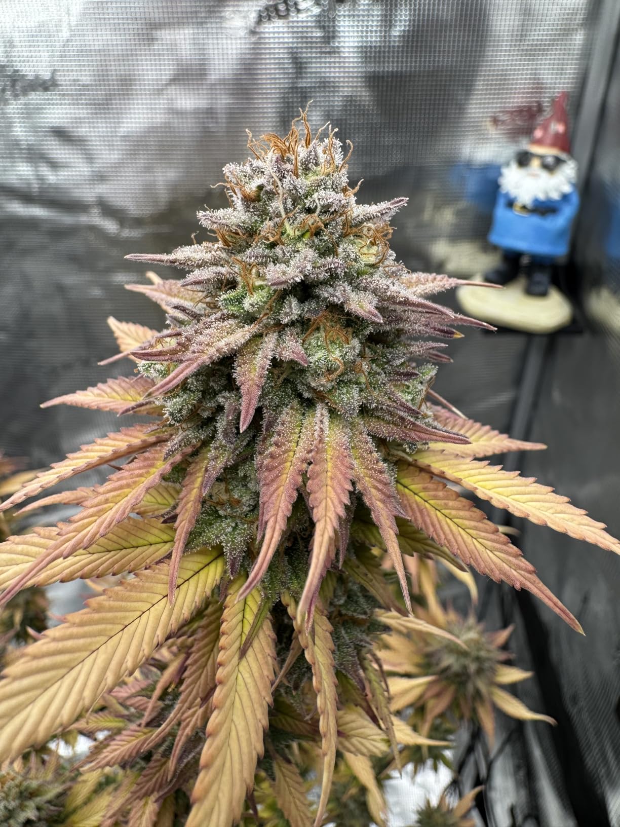 Spider Farmer 2.3x2.3 Grow Tent, 28
