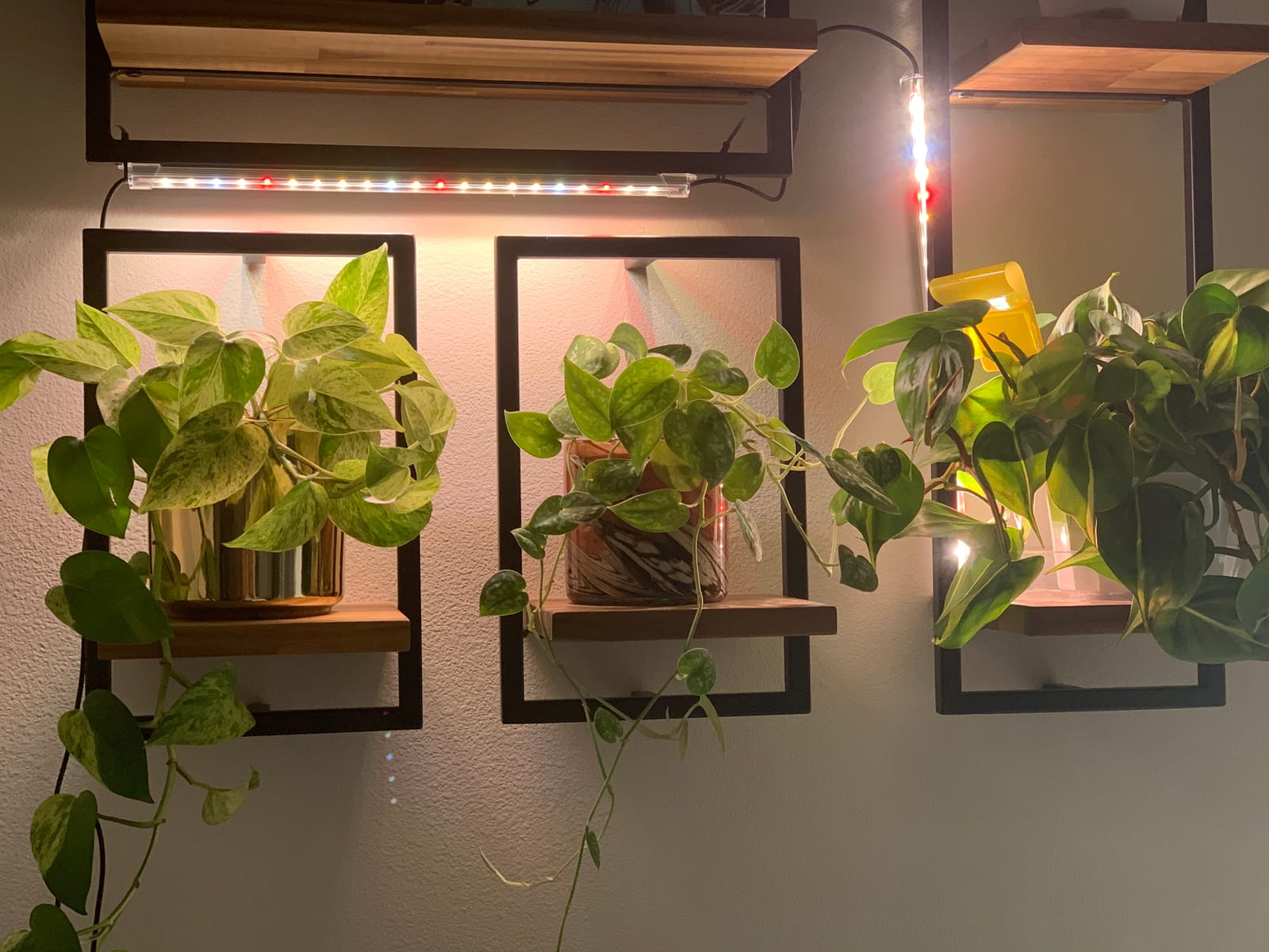 LED Grow Lights Strips for Indoor Plants with Auto ON & Off Timer, T5 Sunlike Full Spectrum Grow Lights Bar Growing Lamps for Greenhouse Shelves Hydroponics Succulent, 4 Dimmable Levels customer photo 2