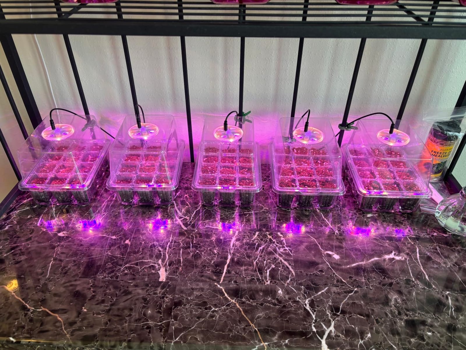 Bonviee Seed Starter Trays with 12-LED Grow Lights, Green, 5 Pack customer photo 1