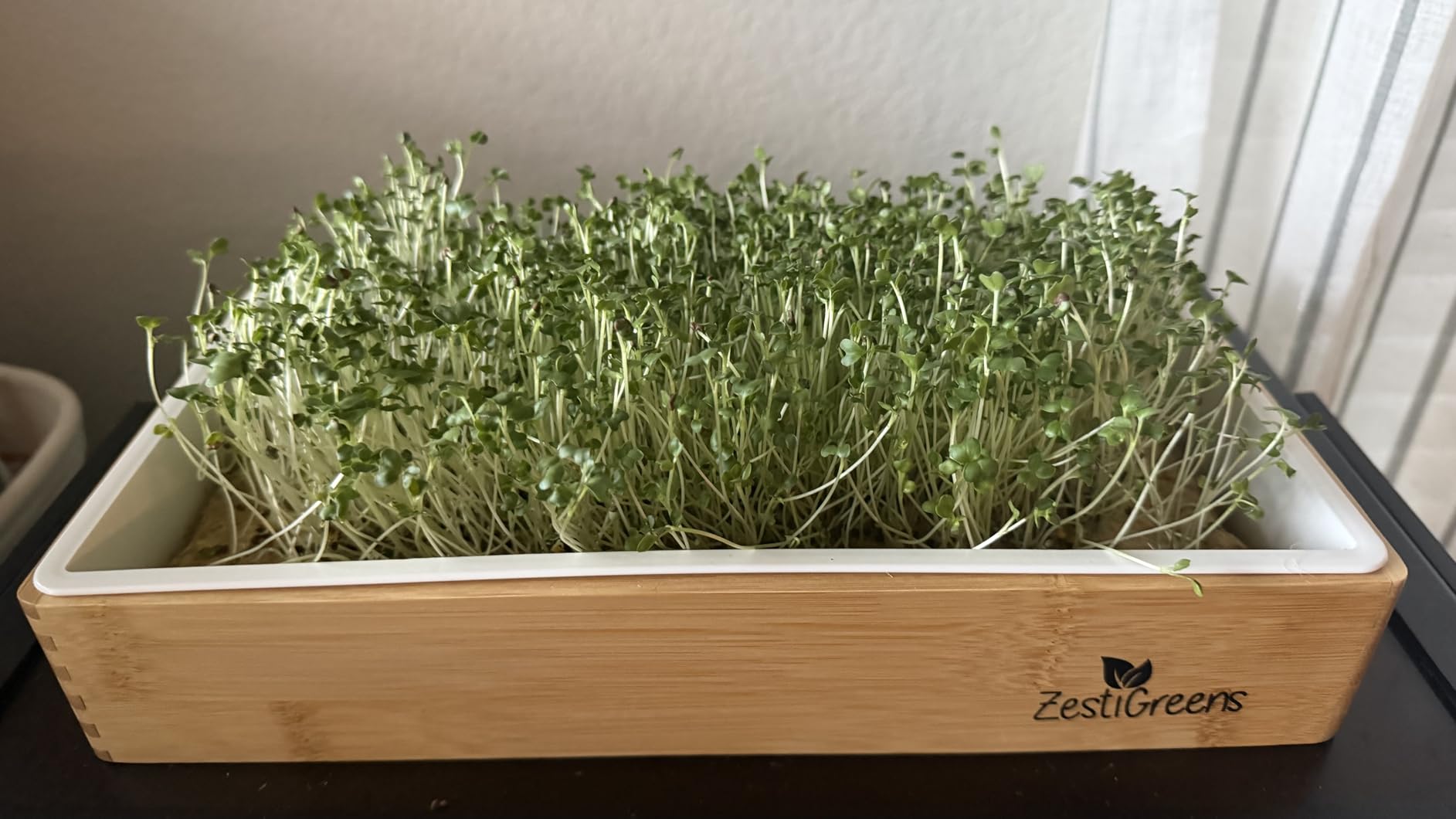 Microgreens Growing Kit - Self-Watering Tray with US Premium Seeds customer photo 1