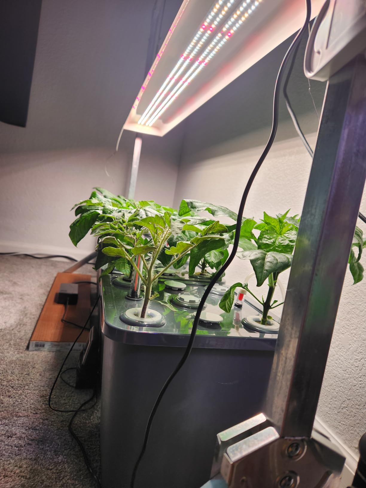 2 Hydroponic Buckets Kit for Plants, Hydroponics Growing System for Herbs/Tomato/Vegetables, DWC System with Air Pump & Germination Tray (Complete Indoor Hydroponic Gardening Supplies) customer photo 1