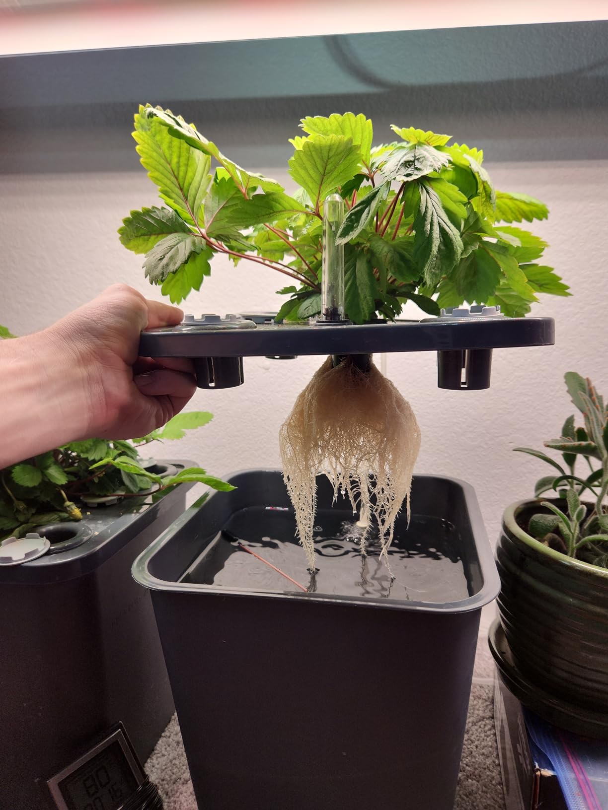 2 Hydroponic Buckets Kit for Plants, Hydroponics Growing System for Herbs/Tomato/Vegetables, DWC System with Air Pump & Germination Tray (Complete Indoor Hydroponic Gardening Supplies) customer photo 2