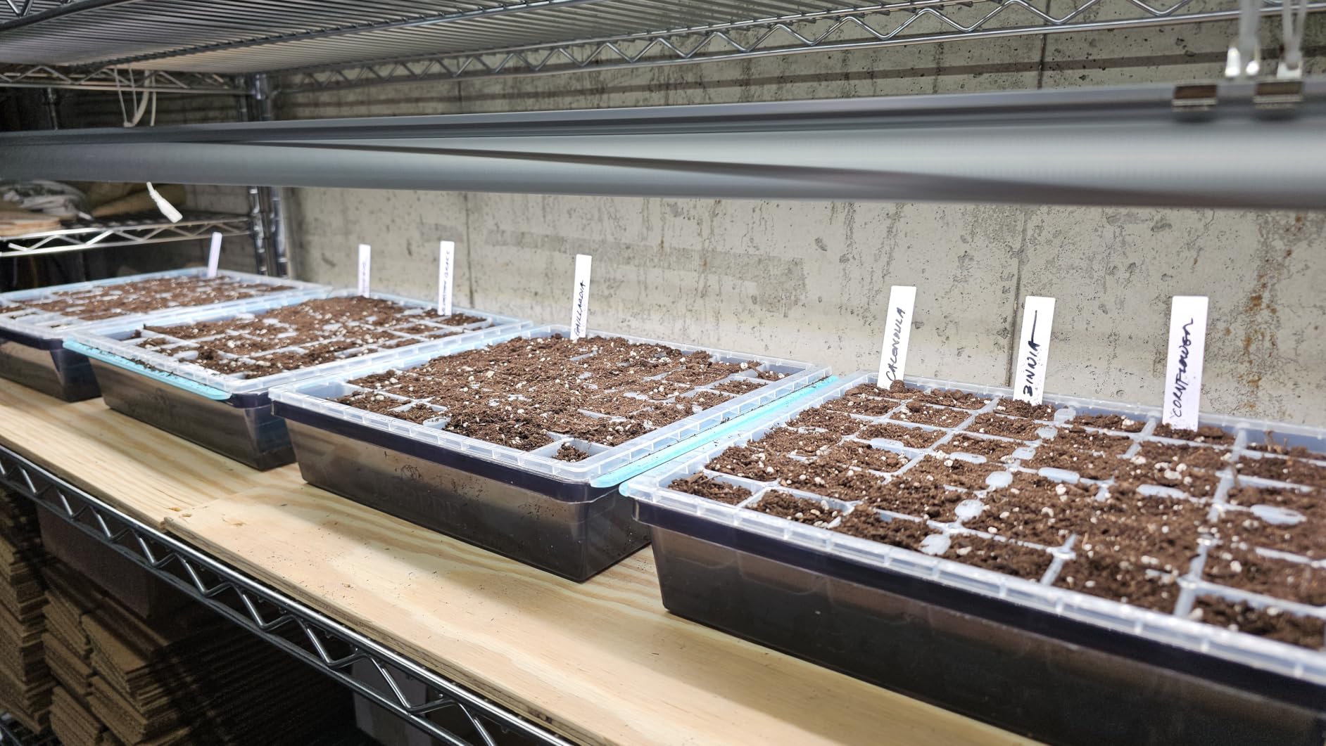 Burpee SuperSeed 36-Cell Reusable Seed Starting Tray for Indoor Seedlings customer photo 2