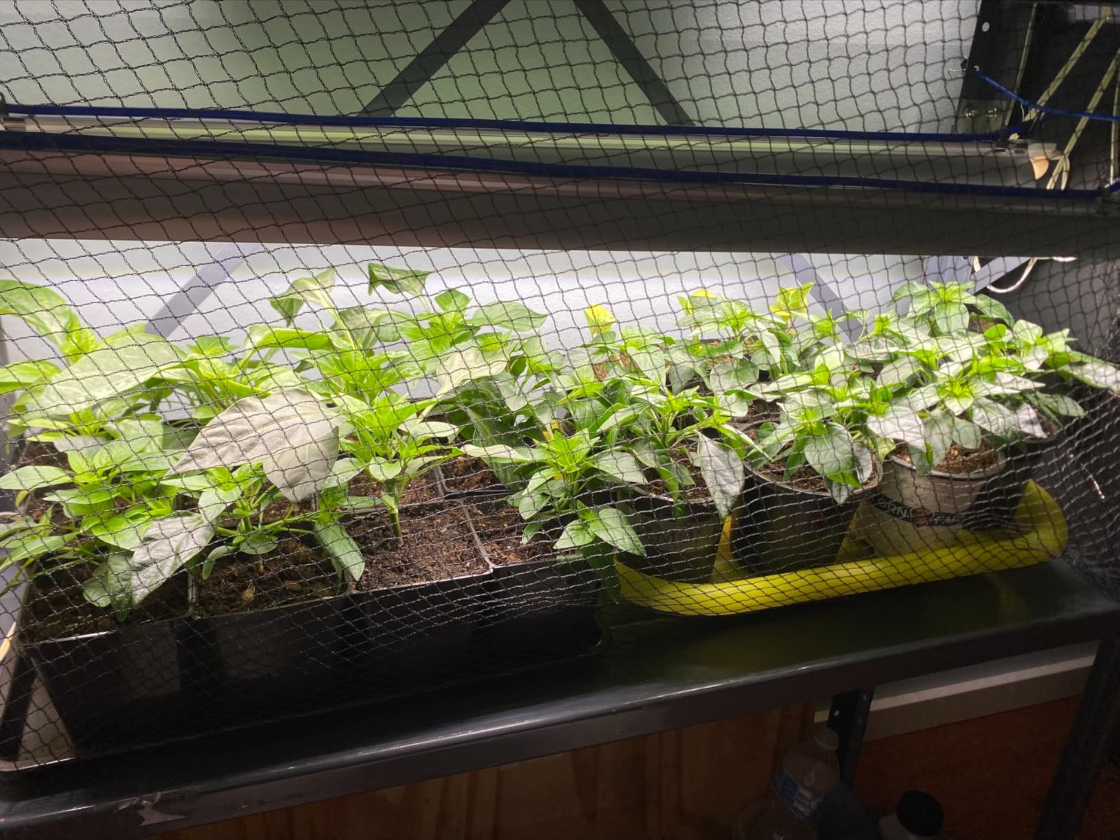 Barrina T8 Grow Lights, 2FT 5000K White Full Spectrum Plant Lights, 6 Packs customer photo 1