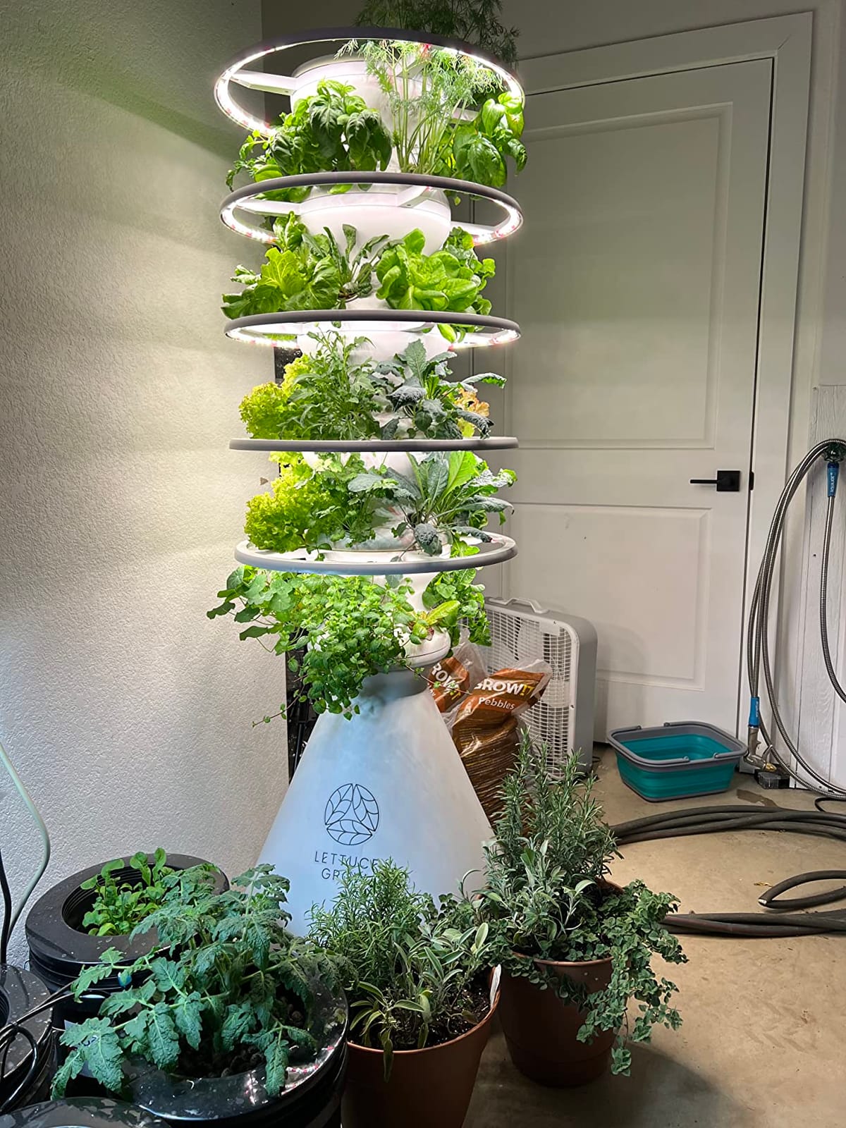 Lettuce Grow Farmstand Indoor Kit | Glow Rings | 36 Seedlings | 6ft 7in customer photo 2