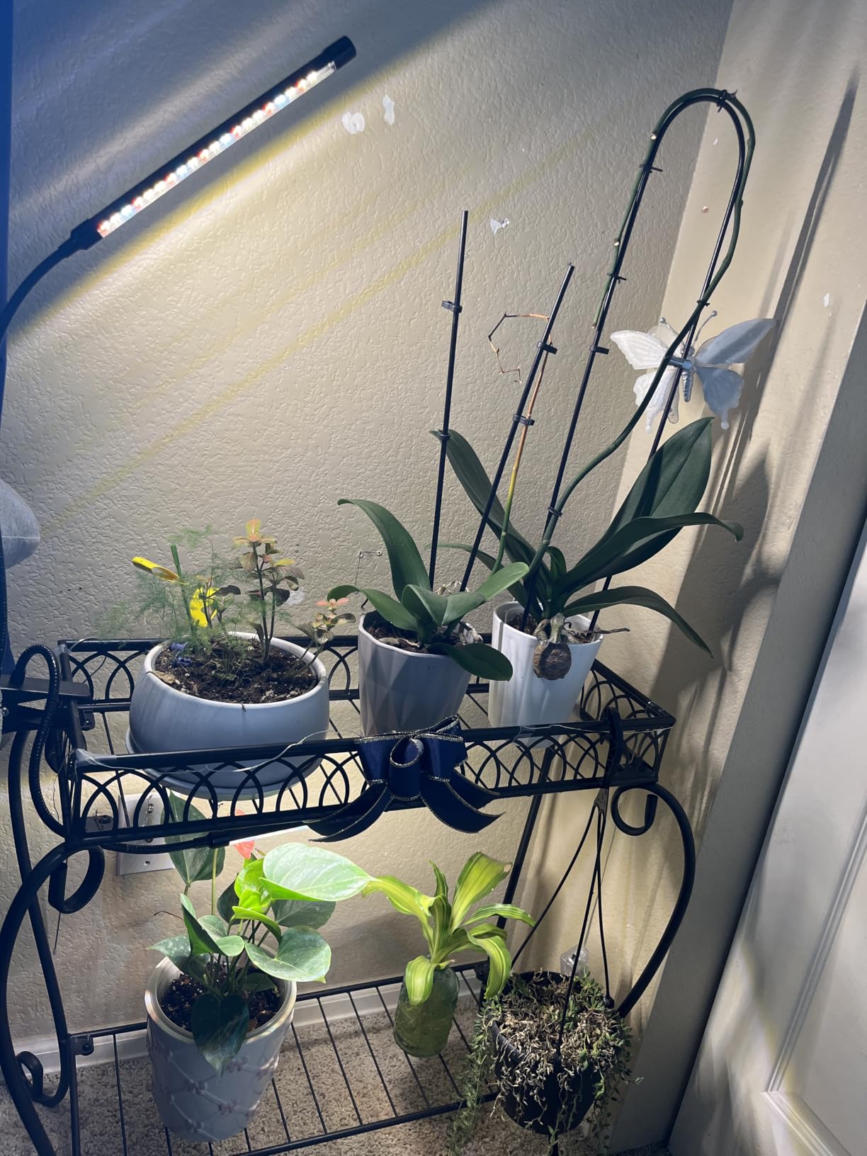 Grow Lights for Indoor Plants, Full Spectrum Tri-Head Clip Plant Lights customer photo 1