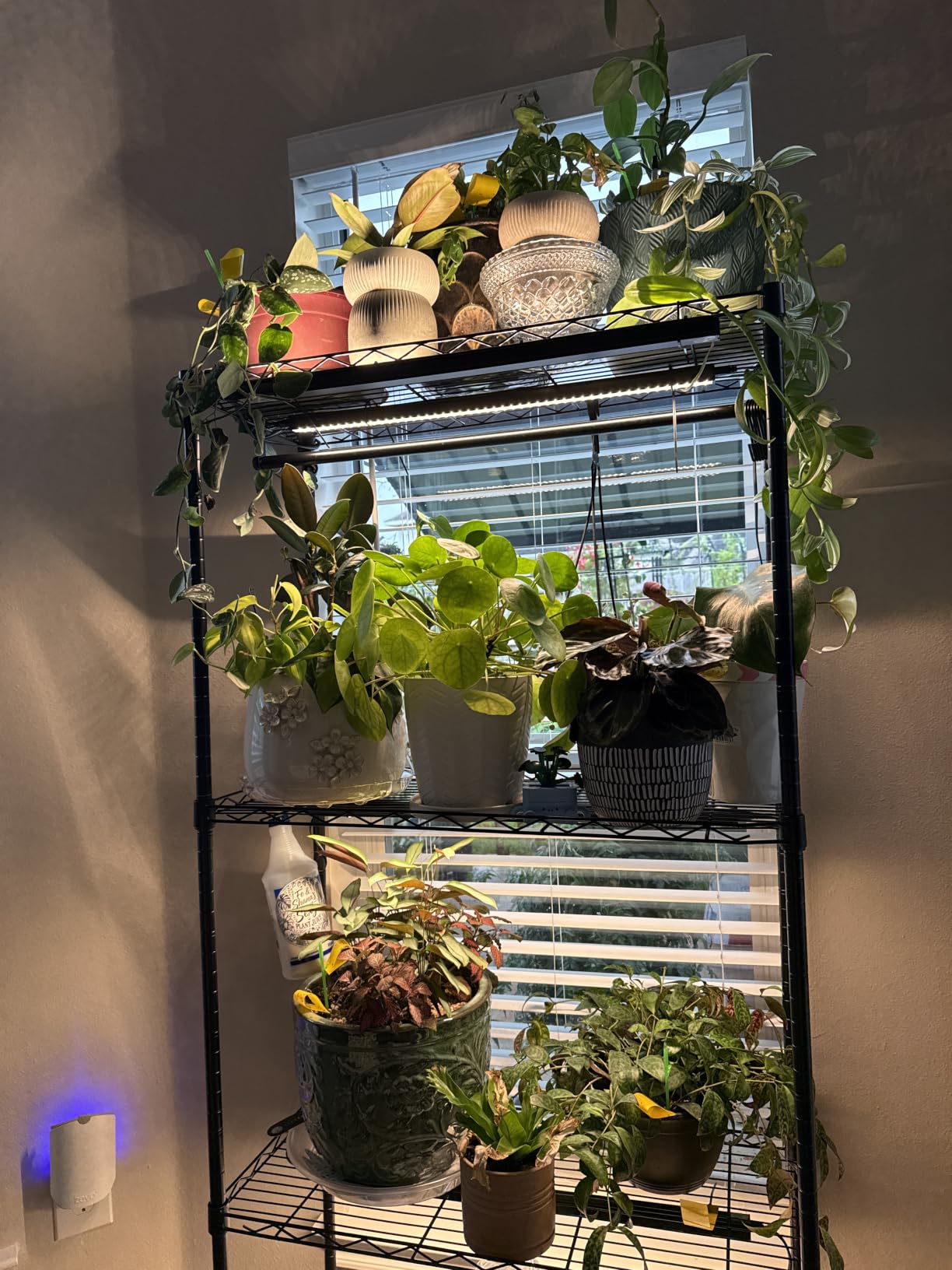 Barrina T5 Grow Lights for Indoor Plants, 5000K Full Spectrum, 1FT, 4 Packs customer photo 2
