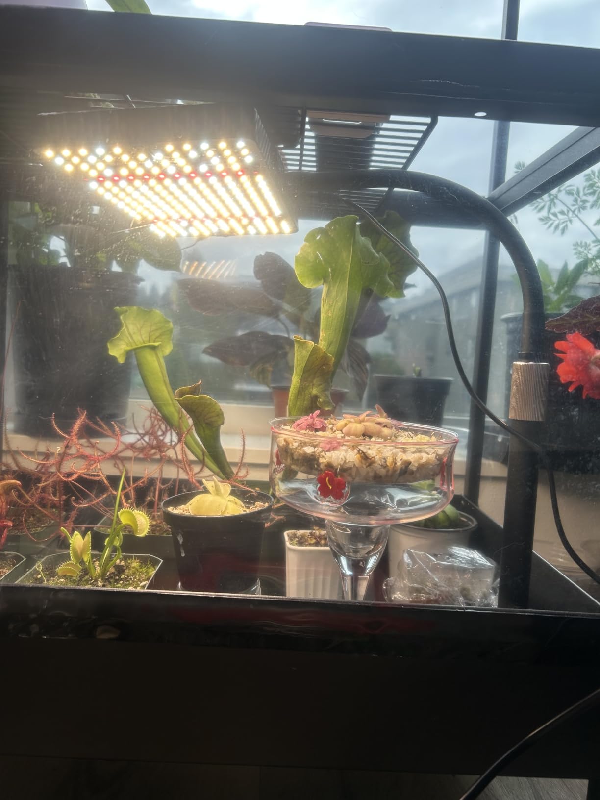 FECiDA Bonsai Grow Light, Table Grow Lights for Indoor Plants Collection customer photo 1