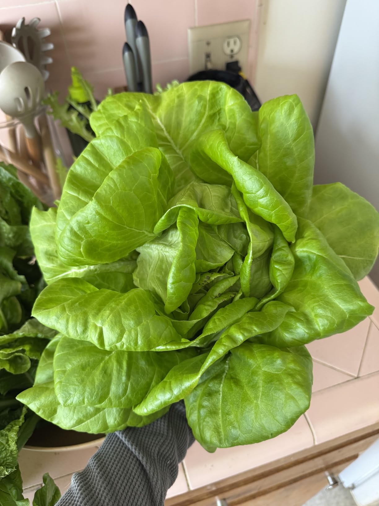 Lettuce Grow Farmstand Nook | 4ft 7in Vertical Hydroponic Garden Tower customer photo 2