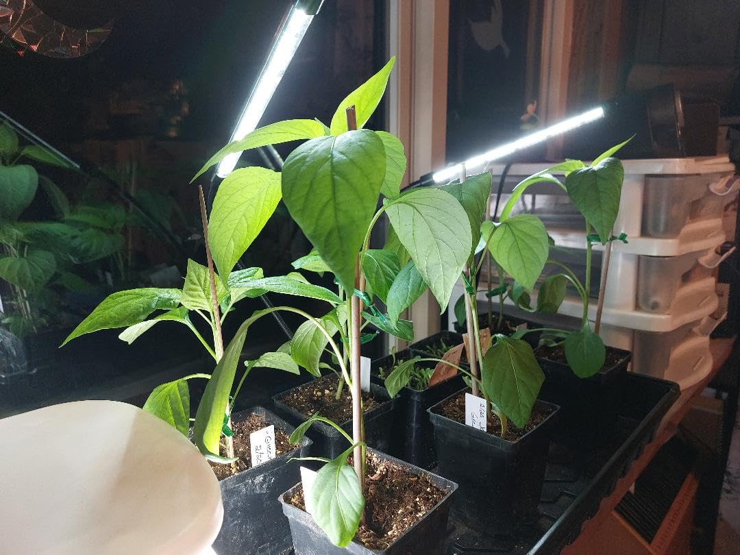 EWPJDK Grow Light 6500K Full Spectrum Plant Grow Lights 84 LED Plant Light with Clip Grow Lamp for Indoor Plants Growing Lamps(1PCS) customer photo 1