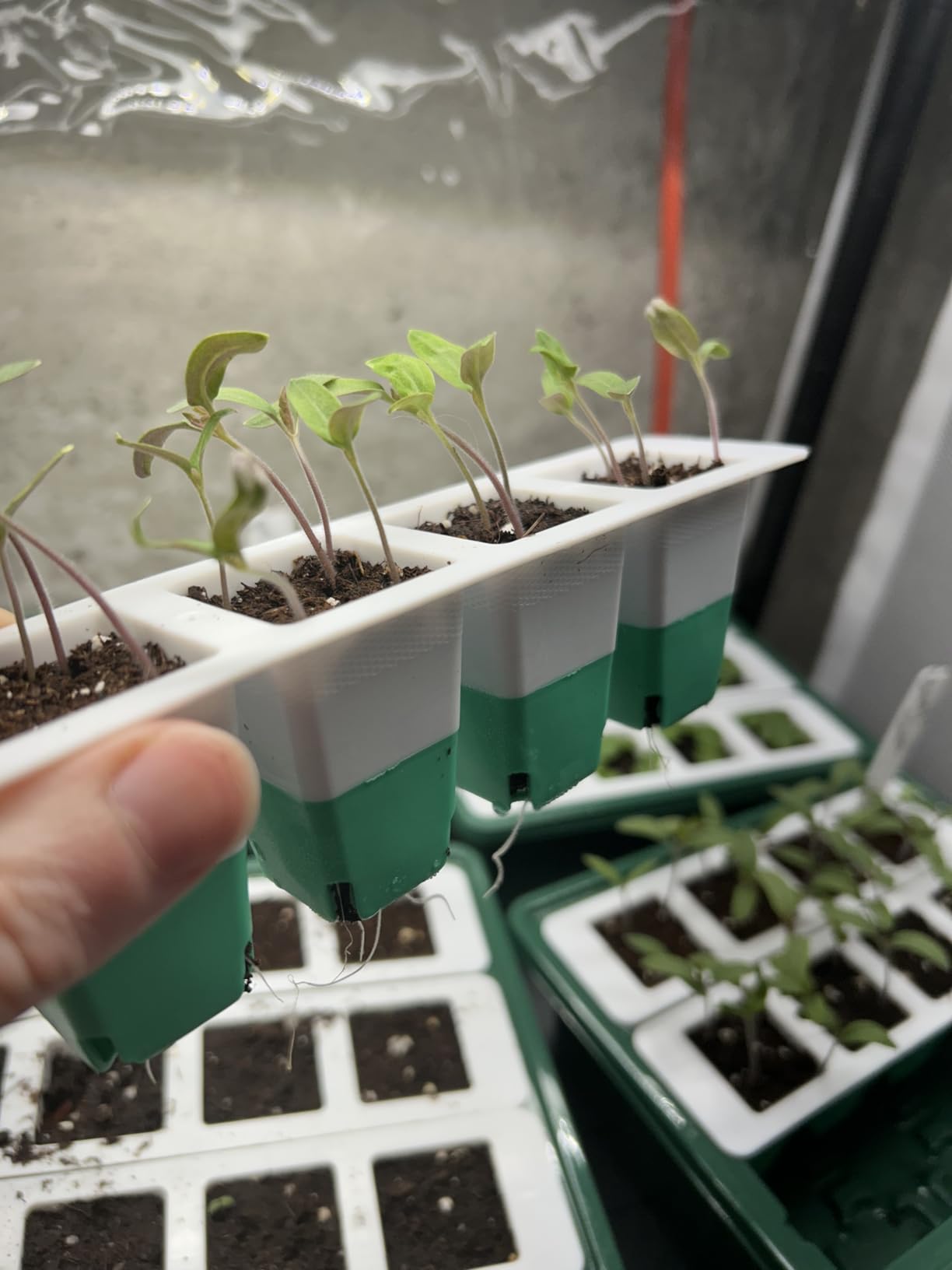 Sondiko Seed Starter Tray with Soft Silicone Cells, 80-Cell Starter Kit customer photo 2