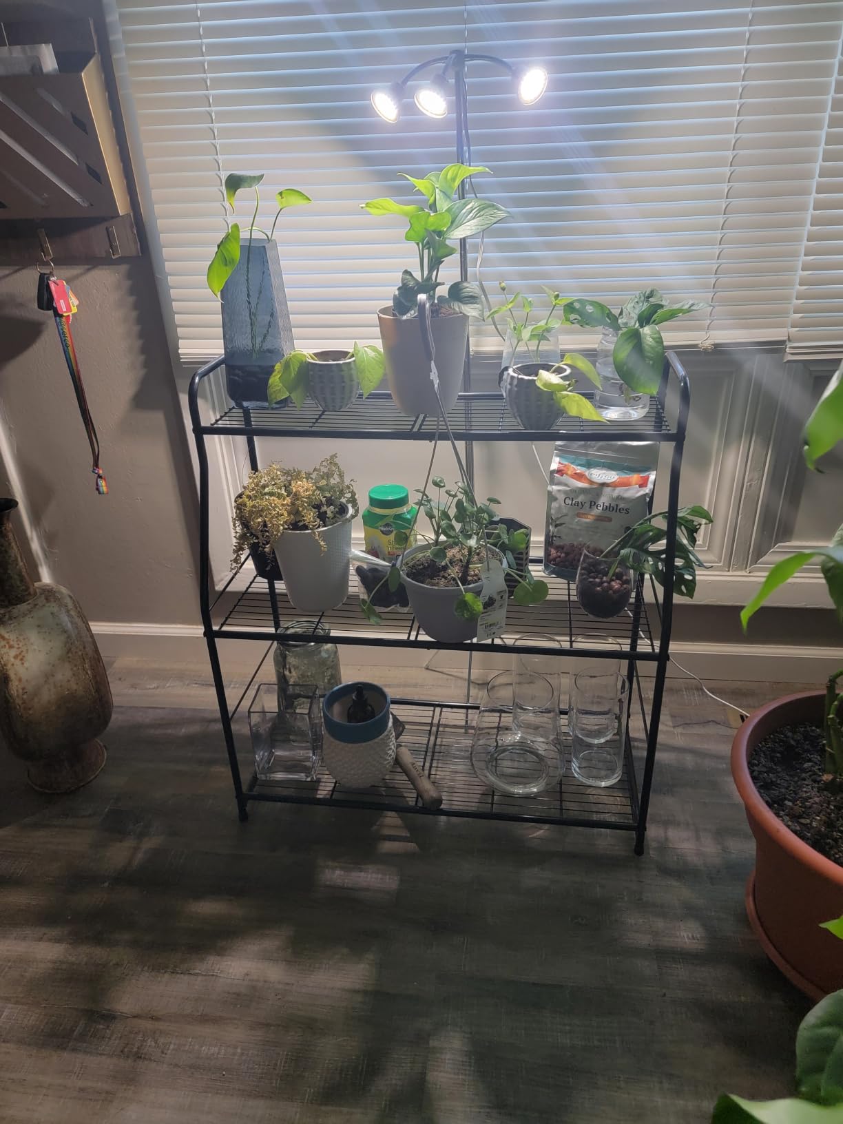 Full Spectrum Grow Lights for Indoor Plants 15-62 Inches Height Adjustable Aluminum Alloy Plant Growing Lamps with Detachable Tripod Stand, Auto On/Off Timer (Full Spectrum, Three Heads) customer photo 1