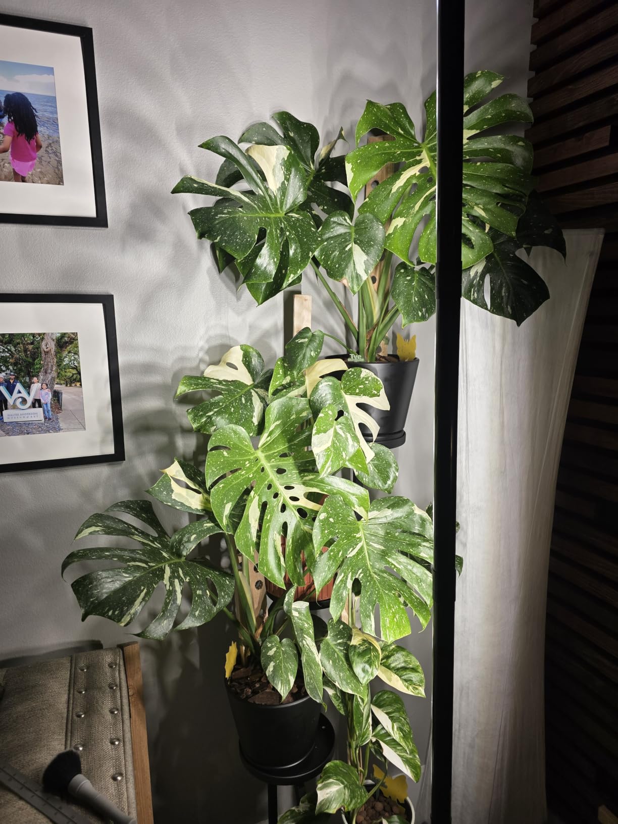 SANSI T10 Standing Grow Lights for Indoor Plants, Vertical Grow Light 4.4FT customer photo 1