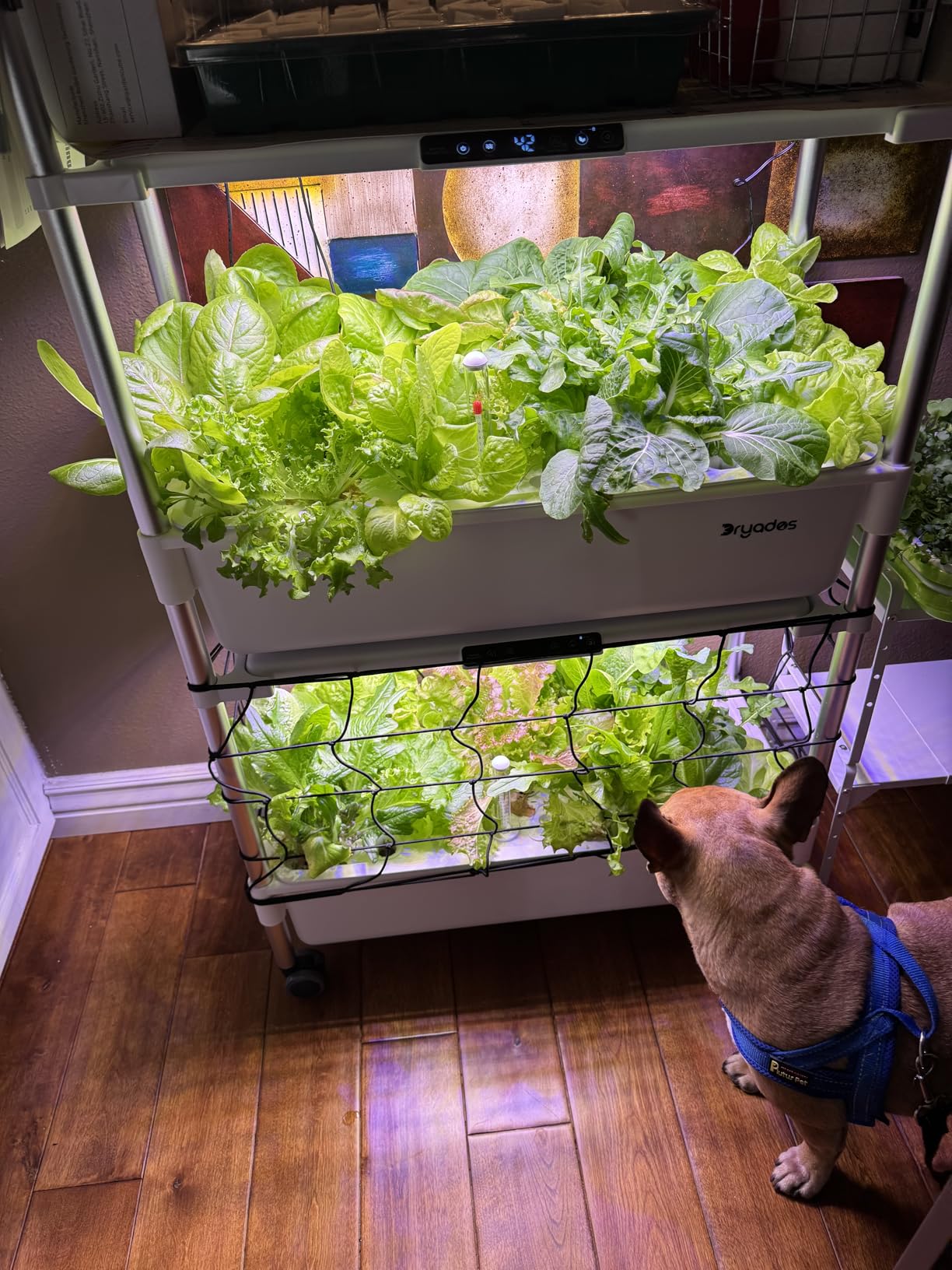 Indoor Hydroponic Growing System with 54 Pods Herbs Garden Kit with 30W Led Grow Light Large Movable 2-Layer Floor-Standing Hydroponic Gardening System for Vegetable Fruit customer photo 1