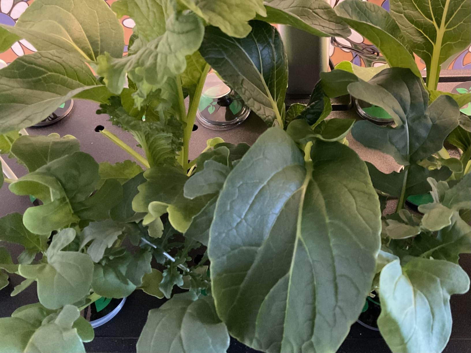 Growell 90 Pods Large Hydroponics Growing System Kit, Indoor Herb Garden customer photo 1