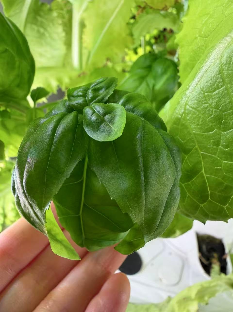 Hydroponics Growing System, 30-Plant Indoor Hydroponic Tower with Pump System, Plants Germination Kit, Smart Aeroponic Herb Garden, Vertical Hydroponic System for Gardening Lover (No Seed) customer photo 2